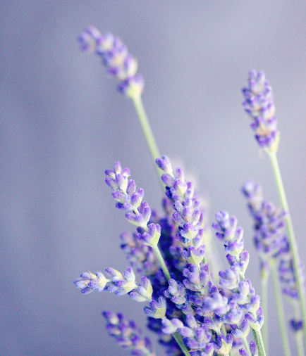 How does Lavender helps sleep